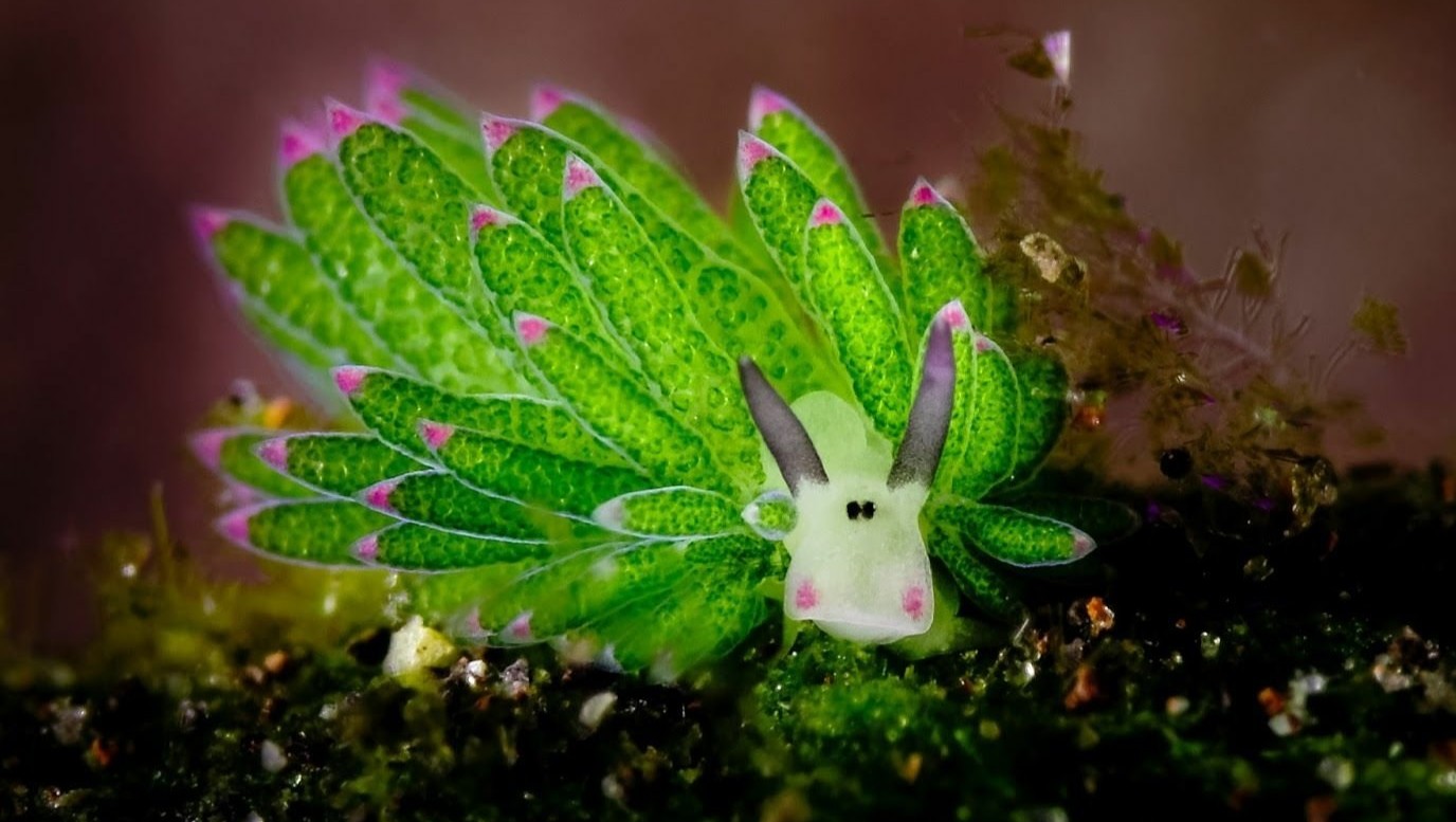 Title Image of Talk Strolling in the deep ft. Sea Slugs