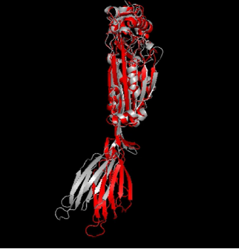 Title Image of Talk Inside a Brain Infection: Understanding Pneumococcal Meningitis and How We’re Fighting It