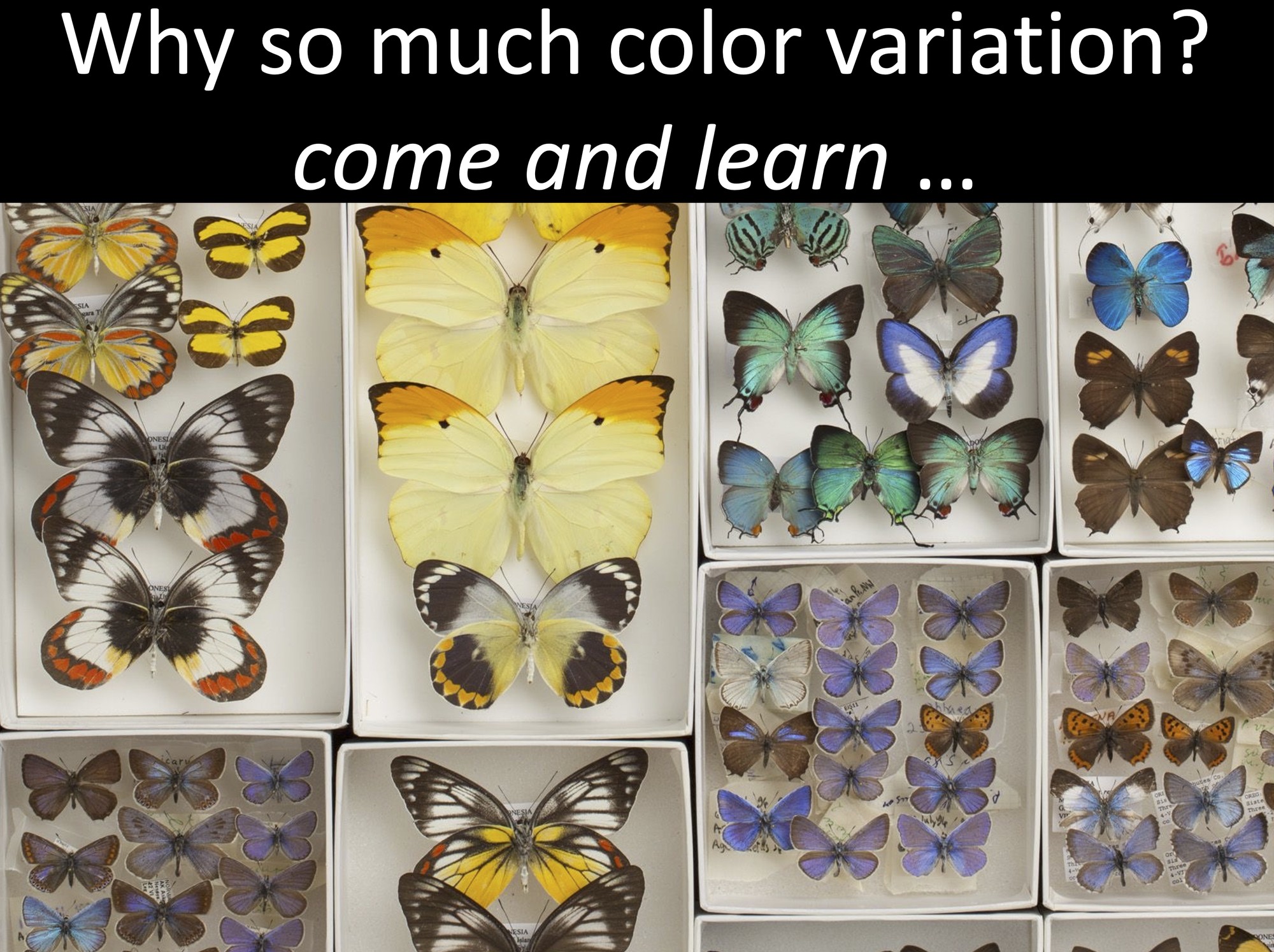 Title Image of Talk Why butterflies vary in their colors